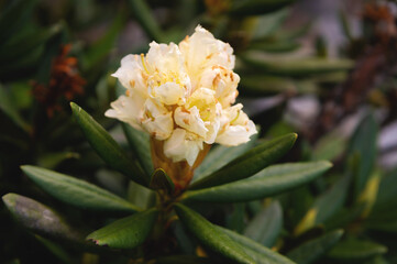 Blooming white rhododendron in the highlands, close-up