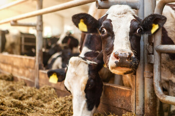 Obraz na płótnie Canvas A cow of black and white color in a corral on a dairy farm.