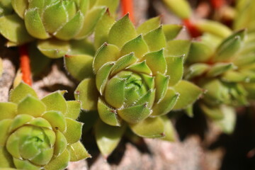 Sempervivum GELBER STERN Rojnik Gelber Stern