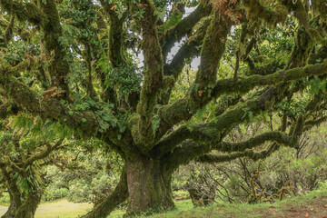 Fototapeta premium Madeira, Feenwald, Fanal, Lorbeerwald,