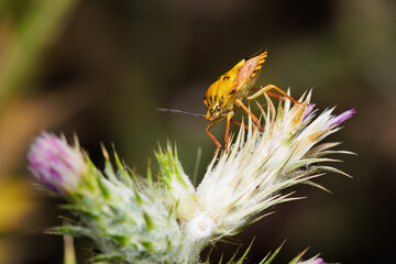 Macro photography of a shield bug