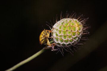 Macro photography of a shield bug