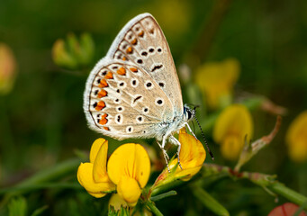 Early in the morning, dew-covered butterflies wait for the sun to come out and dry them to fly.