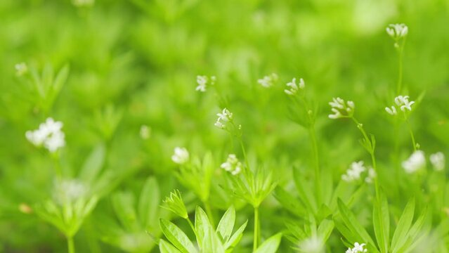 Woodruff, galium odoratum. Flowering perennial plant in the family rubiaceae. Close up.