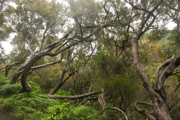 Madeira, Fanal, Feenwald, Lorbeerwald