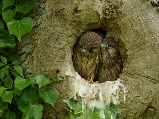 A pair of kestrel chicks in the safety of their tree hollow nest. The seem to be interacting, almost as if one is whispering to the other.