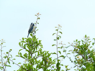 A Blue tit perched on a branch against a white sky. Simple and sparse, the image has a Ukiyo-E wood-block-print feel.