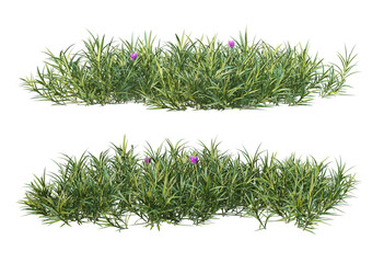 Purple flowers on a white background