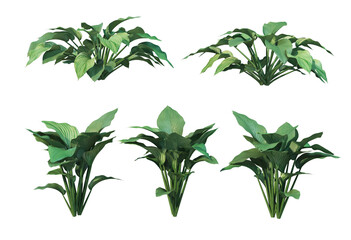 Green-leaved plants on a white background