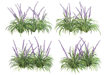 Purple flowers on a white background