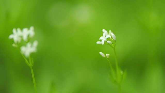 Little white blossoms of woodruff. White blossoms of woodruff. Close up.