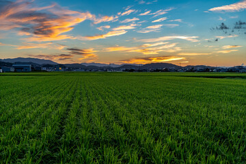 View of dusk time in paddy field of farmland, Japan.