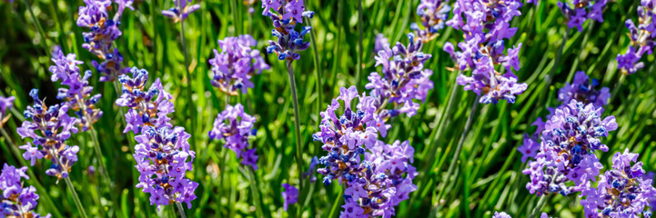 Many honeybee in lavender field. Summer German landscape with blue lavender flowers.
