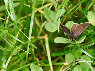 A ringlet butterfly balanced somewhat precariously on a leaf to rest in woodland undergrowth.