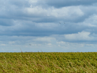 A flock of distant, silhouetted crows soaring in an immense clouded sky over a wind-swept wheat field.