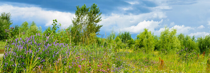 Spring or summer meadow with tall grass and trees. Blue sky with white clouds. Pink flowers of...