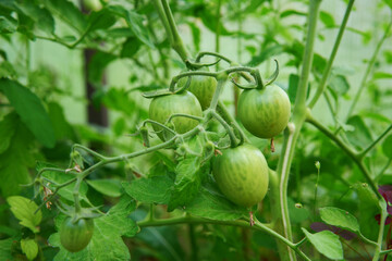 Green tomatoes. Tomato bushes in the greenhouse