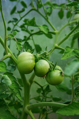 Green tomatoes. Tomato bushes in the greenhouse