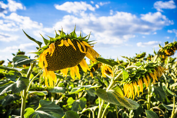 Image of withered sunflowers on a hot sunny day.