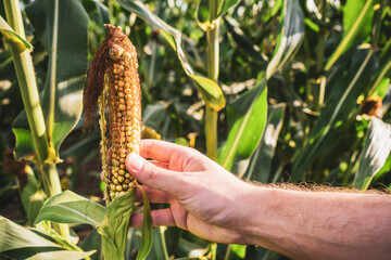 Farmer is  examining  dry corn  while standing at his crops field.