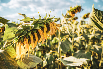 Image of withered sunflowers on a hot sunny day.