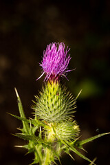 Macro photography of a flower