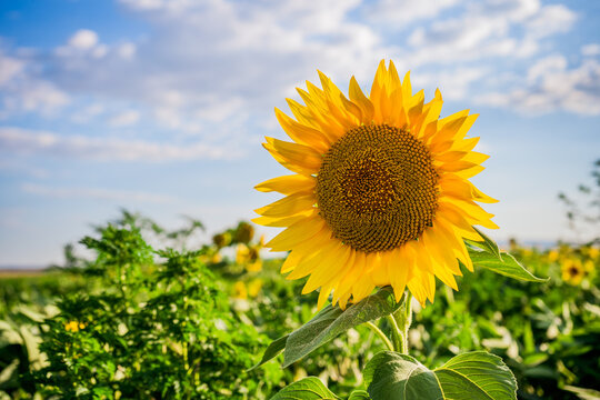 Close up image of beautiful sunflower.