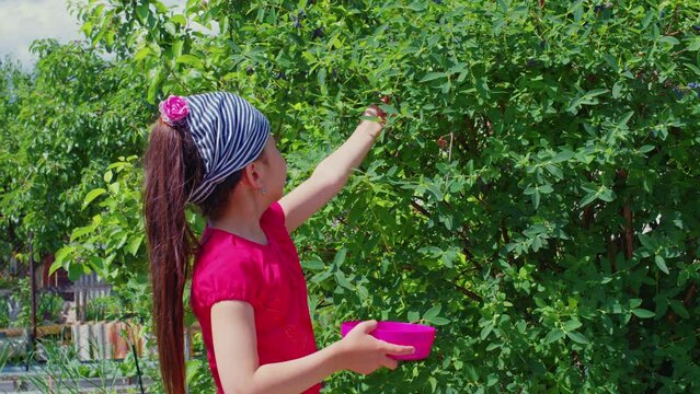Little girl is picking honeysuckle in summer garden. Child plucking ripe blue berries from shrubs in backyard near house. Kid harvesting from bushes. Little gardener, picker