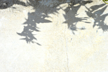 Abstract background of shadows leaves on a white wall. White and Black. Overlay effect for photo. Gray shadow of the wild roses leaves on a white wall. Abstract neutral nature concept  background. 