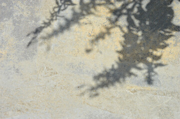 Abstract background of shadows leaves on a white wall. White and Black. Overlay effect for photo. Gray shadow of the wild roses leaves on a white wall. Abstract neutral nature concept  background. 