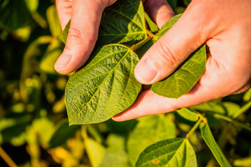 Close up image of farmer  holding and examining crops  in his growing soybean field.