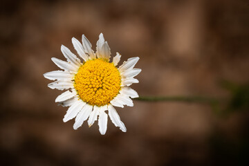 Macro photography of a flower