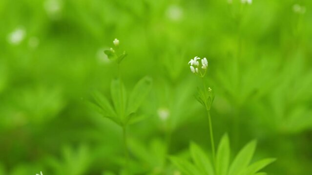 Sweetscented bedstraw. Flowering perennial plant in the family rubiaceae. Close up.