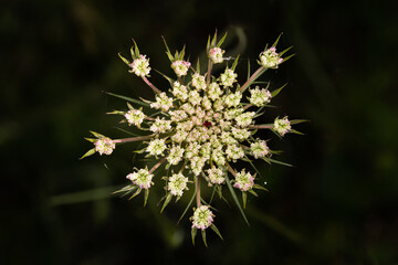 Macro photography of a flower