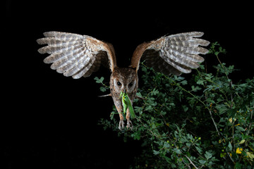 Eurasian scops owl (Otus scops) in flight with a prey