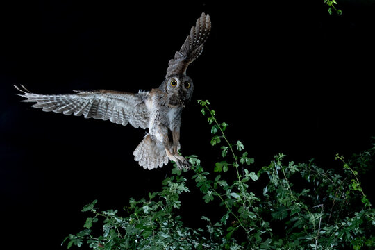Eurasian scops owl (Otus scops) in flight with a prey