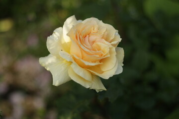 yellow rose 