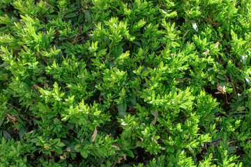 Green leaves wall hedge as background of fresh boxwood