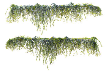 Ivy has flowers on a white background.