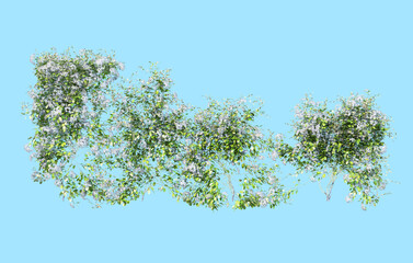 Ivy has flowers on a blue background.