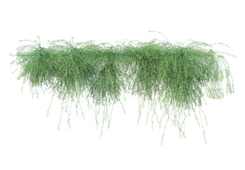 Ivy has flowers on a white background.