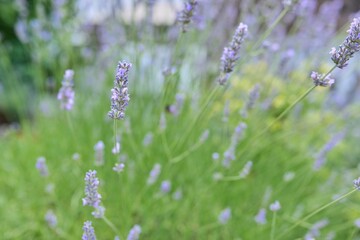 Background, texture, green lavender bush with blooming purple flowers