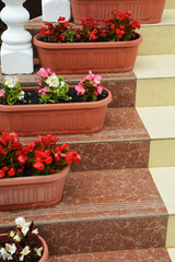 Fototapeta na wymiar potted flowers on the street. exterior design. plants on the stairs. background.