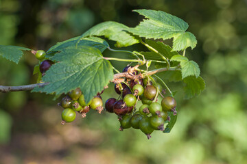 Black currant. Green currant berries. Ripening blackcurrant fruits.
