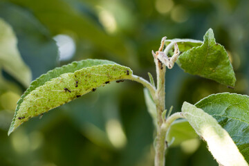Aphids on young leaves of an apple tree. Aphids on an apple tree. Pests on apple trees. 
