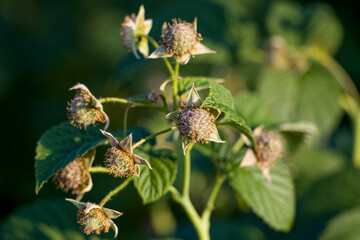 Raspberry. Green raspberries. Ripe raspberries.