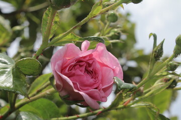 Symbolisch für Blüten. Rosa Rosenstrauch. Fotografie in Nahaufnahme. Königin der Blumen. Ein buschiger Baum mit rosa Blüten. Rosenknospen sind von grünen Blättern umgeben. Die natürliche Umgebung. 