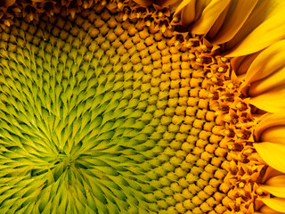 beautiful sunflower in the detail