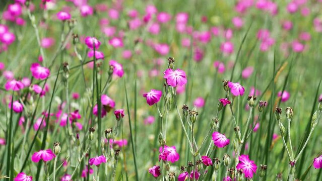Pink rose campion flower field in summer, Silene coronaria
