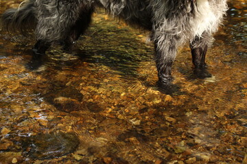 Dog standing in clear river water with stones visible beneath - pet concept wallpaper, background or screensaver with copy space	